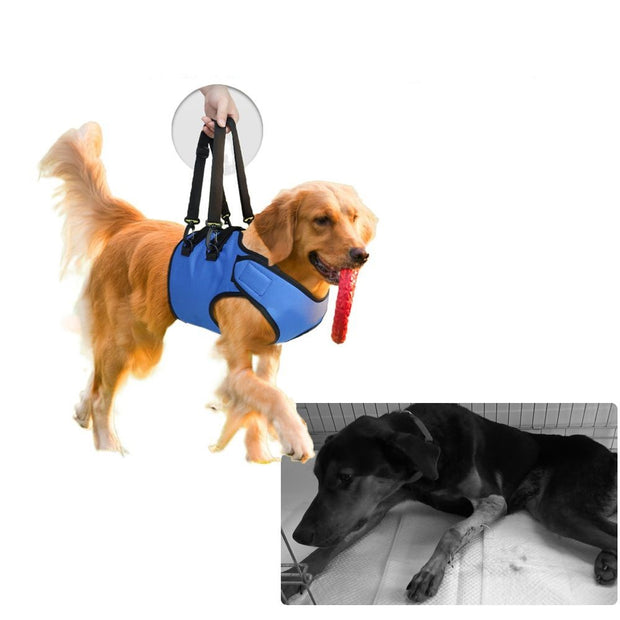 Rehabilitation Training Belt For Middle-aged And Elderly Dogs